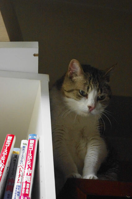 2011062204.jpg