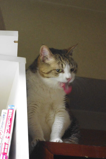 2011062206.jpg