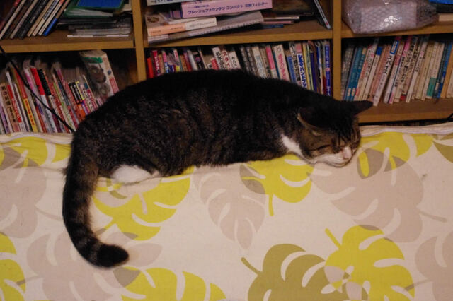 2011062207.jpg