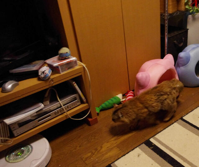 2011062209.jpg