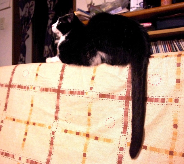 2012061806.jpg
