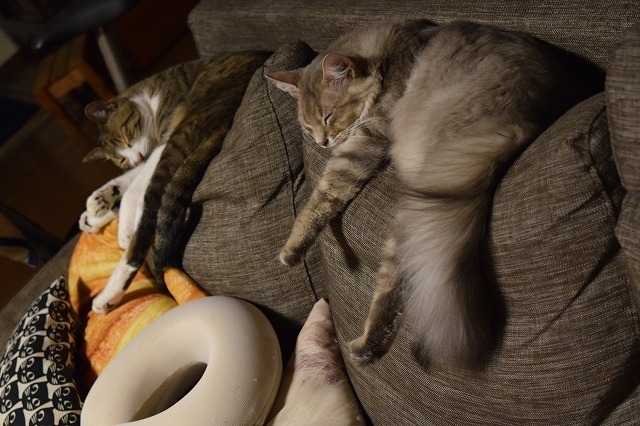 DSC_0001.jpg