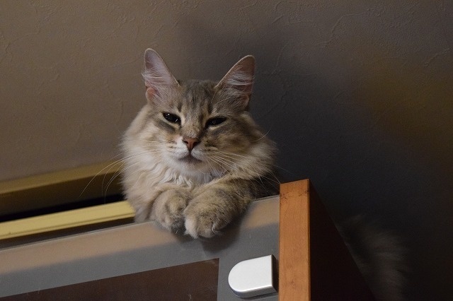 DSC_0028.jpg