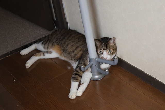 DSC_0054.jpg