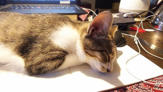 DSC_8381.jpg