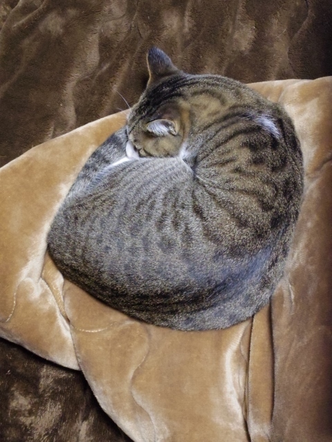 IMGP0683 (480x640).jpg