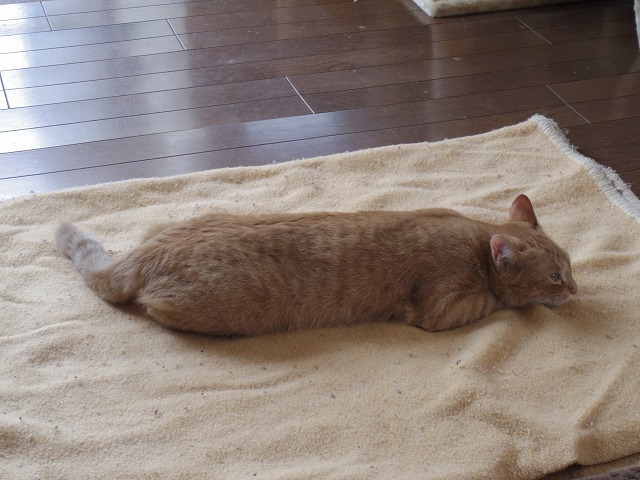 IMGP1127.jpg