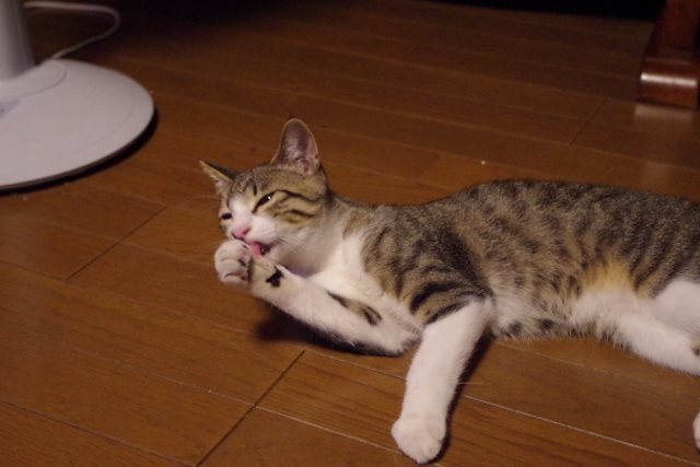 IMGP2222 (640x427).jpg