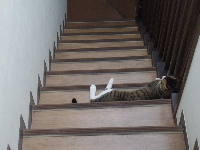 IMGP2501.jpg