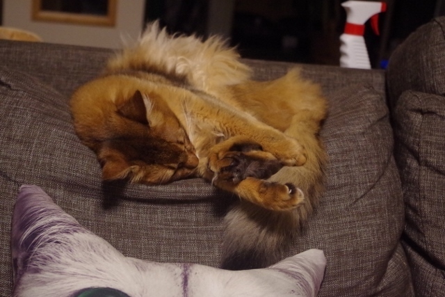 IMGP2618 (640x427).jpg