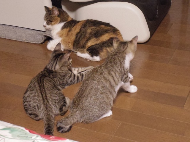 IMGP2911.jpg