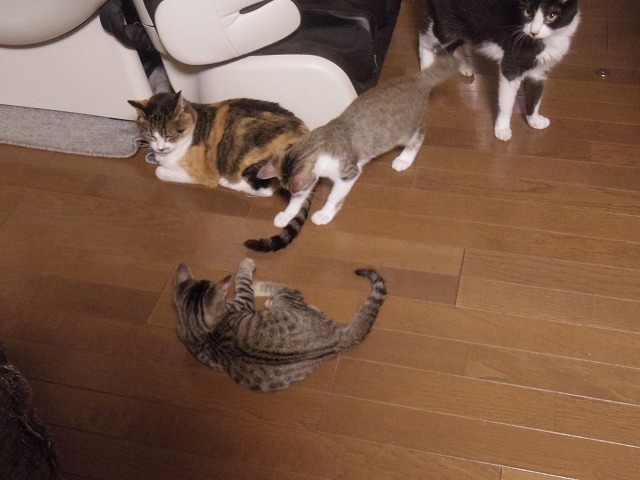 IMGP2913.jpg