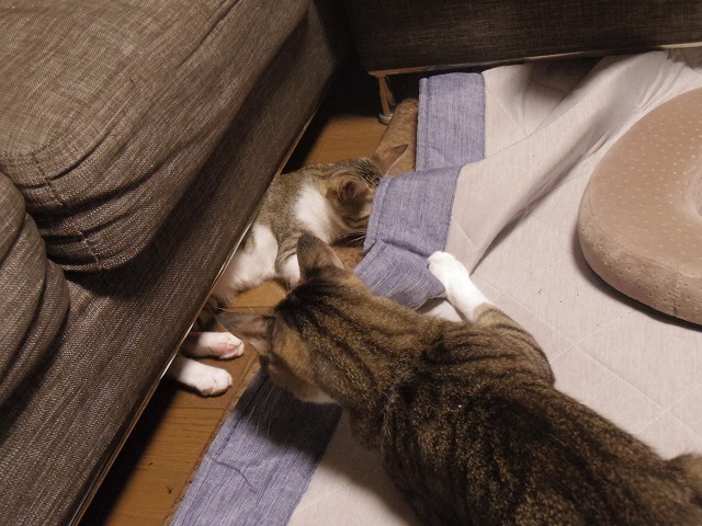 IMGP3272.jpg