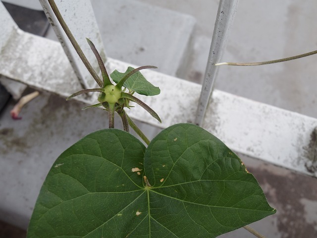 IMGP3490.jpg