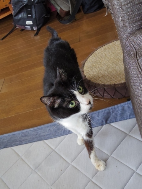 IMGP3708 (480x640).jpg