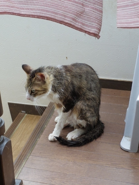 IMGP3709 (480x640).jpg