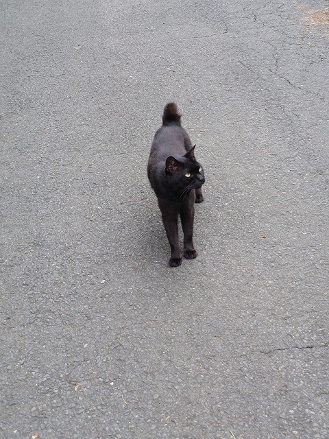 IMGP4067.jpg