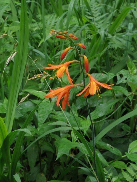 IMGP4075.jpg