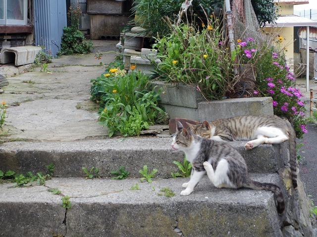 IMGP4152.jpg