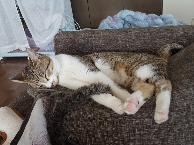 IMGP4695.jpg
