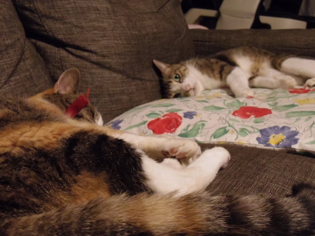 IMGP4872.jpg