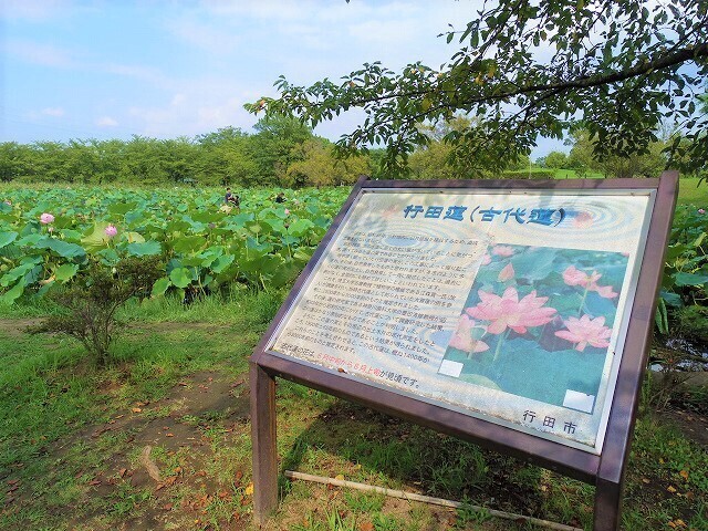 IMGP5002c.jpg
