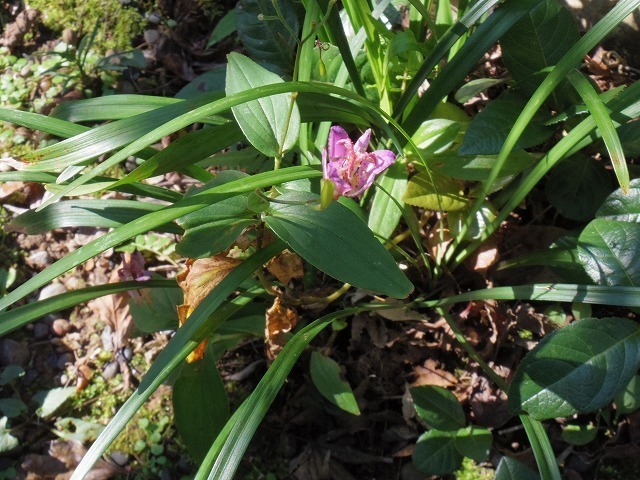 IMGP5972.jpg