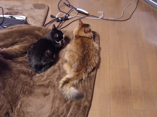 IMGP6460.jpg
