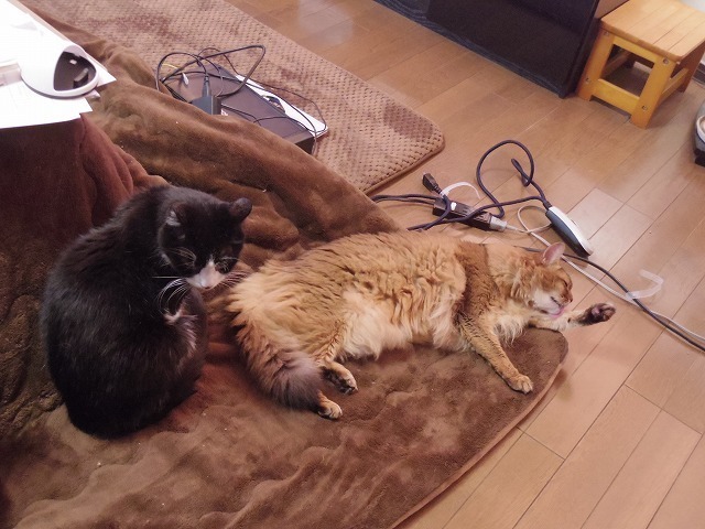 IMGP6464.jpg