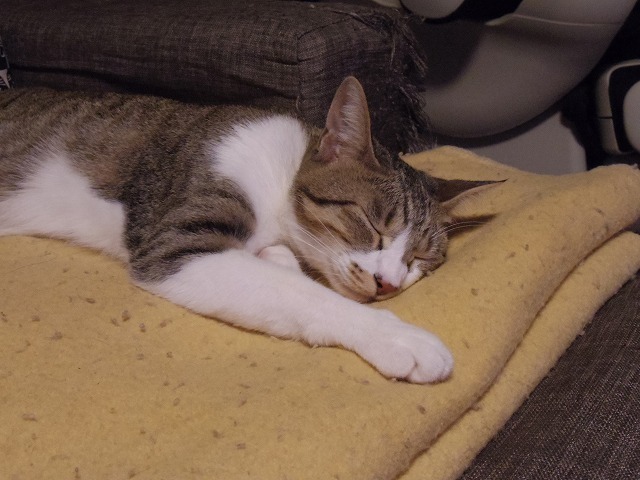 IMGP7079.jpg