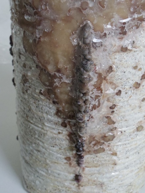 IMGP7454.jpg
