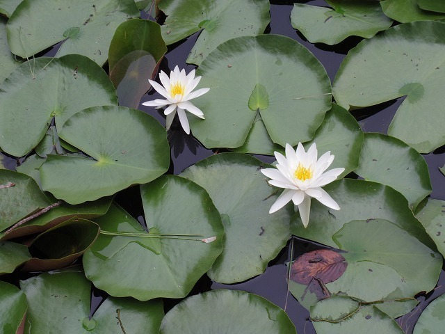 IMGP8294.jpg