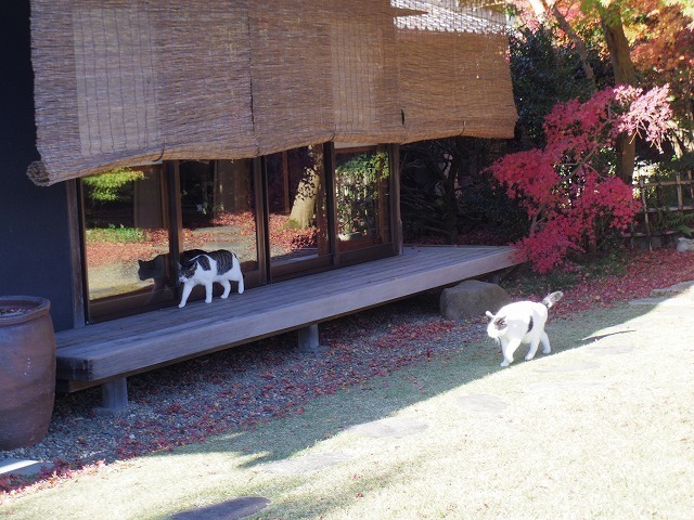 IMGP9194.jpg
