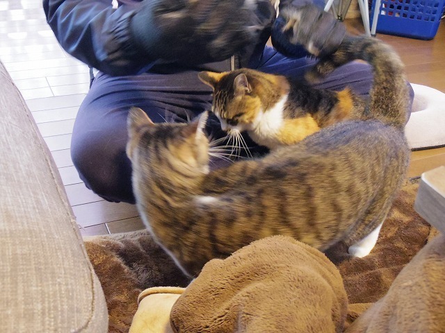 IMGP9816.jpg